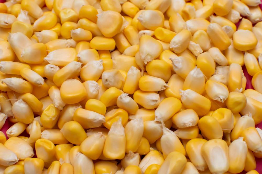 Corn Export from Pakistan