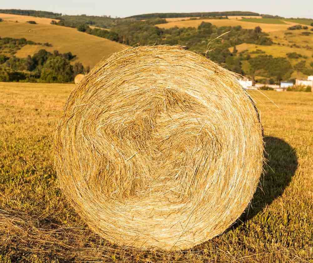Rhodes Grass Export from Pakistan