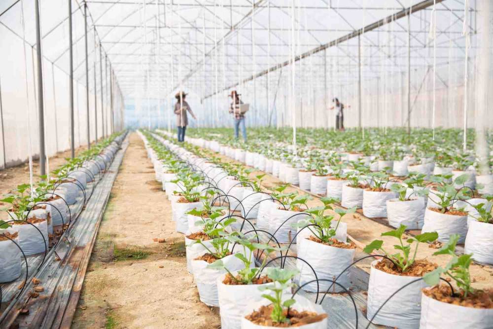 Greenhouses & Indoor Farming Kits - Import Product in Pakistan